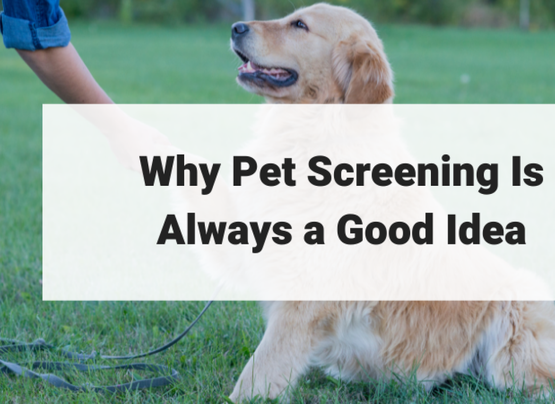 Why Pet Screening Is Always a Good Idea