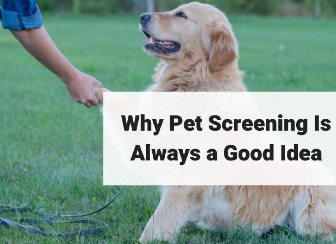 Why Pet Screening Is Always a Good Idea