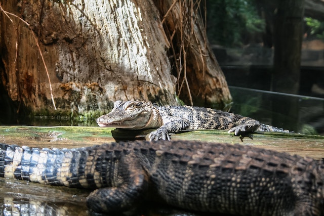 alligator-nature